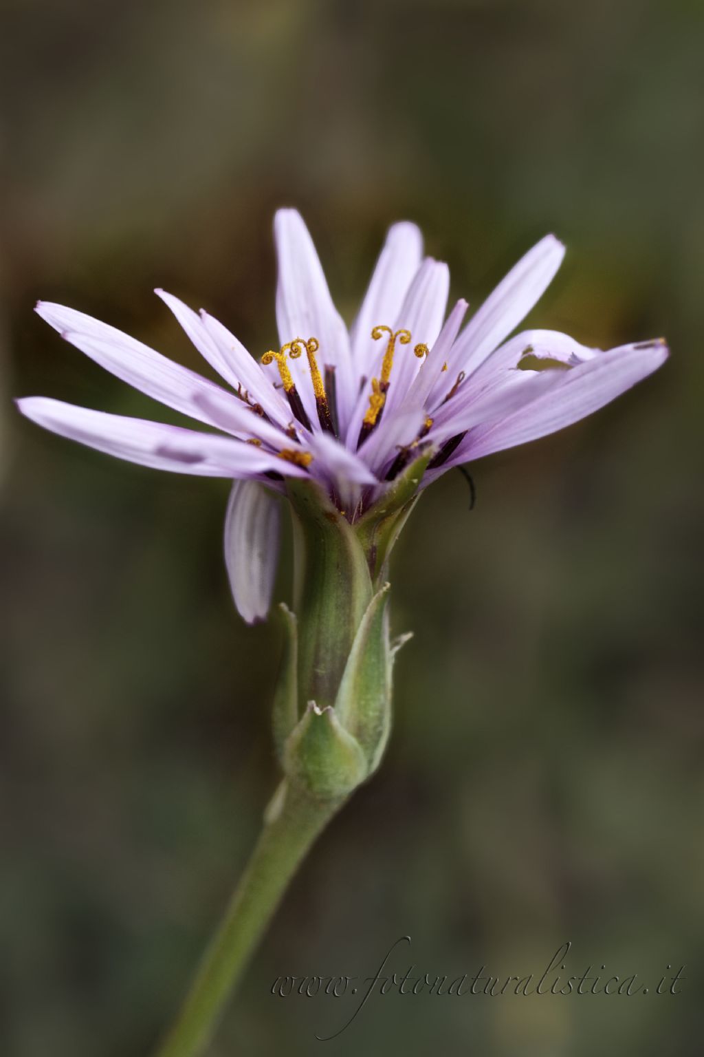 Scorzonera undulata (=Scorzonera deliciosa) / Scorzonera zuccherina